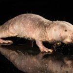 One of the Mole Rat Longevity Genes Transferred to Mice for Cancer Protection and Life Extension