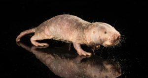 One of the Mole Rat Longevity Genes Transferred to Mice for Cancer Protection and Life Extension