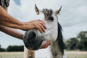 Preventing Common Horse Health Problems: Expert Tips And Advice