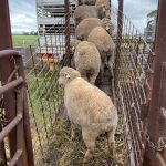 Sheep prices crash as farmers sell their poorest stock for as little as $1