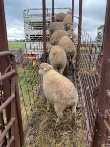 Sheep prices crash as farmers sell their poorest stock for as little as $1