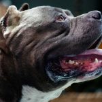 UK to ban killer American XL Bully dogs after horror attack on 11 year old girl