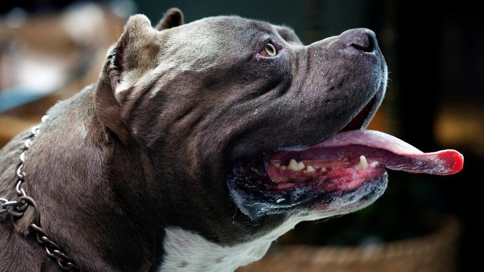 UK to ban killer American XL Bully dogs after horror attack on 11 year old girl