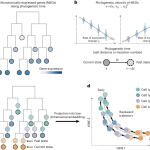 PhyloVelo enhances transcriptomic velocity field mapping using monotonically expressed genes