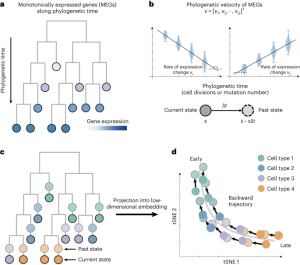 PhyloVelo enhances transcriptomic velocity field mapping using monotonically expressed genes