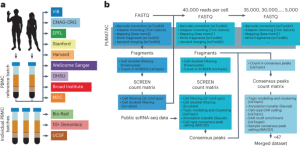 Benchmarking of single-cell ATAC sequencing tools