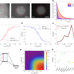 Near-infrared co-illumination of fluorescent proteins reduces photobleaching and phototoxicity