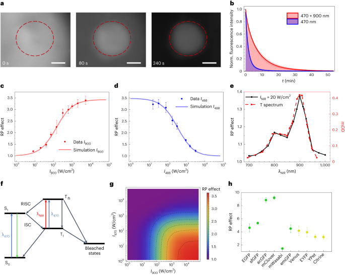 Near-infrared co-illumination of fluorescent proteins reduces photobleaching and phototoxicity