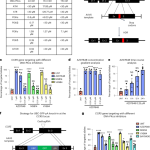 High-efficiency transgene integration by homology-directed repair in human primary cells using DNA-PKcs inhibition