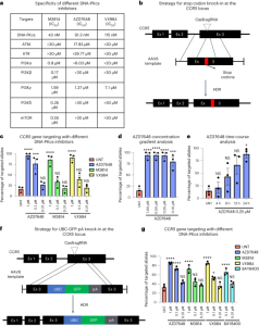 High-efficiency transgene integration by homology-directed repair in human primary cells using DNA-PKcs inhibition