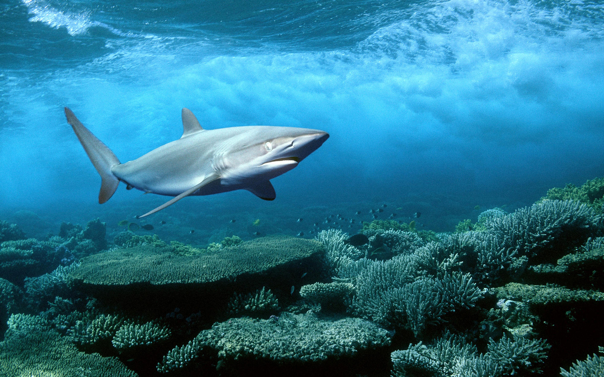 Shark Attack in Egypt’s Dahab Leads to Closure of Beach