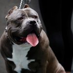 UK plans to ban the American XL bully dogs as Rishi Sunak calls it a ‘lethal danger’