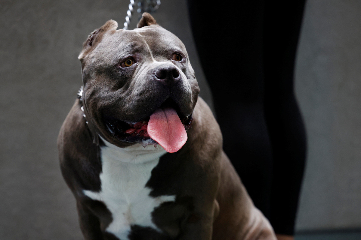 UK plans to ban the American XL bully dogs as Rishi Sunak calls it a ‘lethal danger’