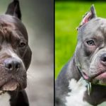 What will happen to XL bully dogs as UK announces ban