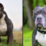 Why dangerous dogs are ‘destroyed’ and not ‘put to sleep’ or ‘euthanised’