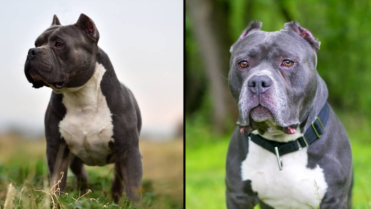 Why dangerous dogs are ‘destroyed’ and not ‘put to sleep’ or ‘euthanised’