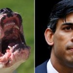 UK PM Rishi Sunak spins into action as American XL Bully dog crisis bites