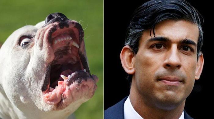 UK PM Rishi Sunak spins into action as American XL Bully dog crisis bites