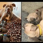 Owner of 18 newborn XL Bully puppies fears they’ll have to be put down