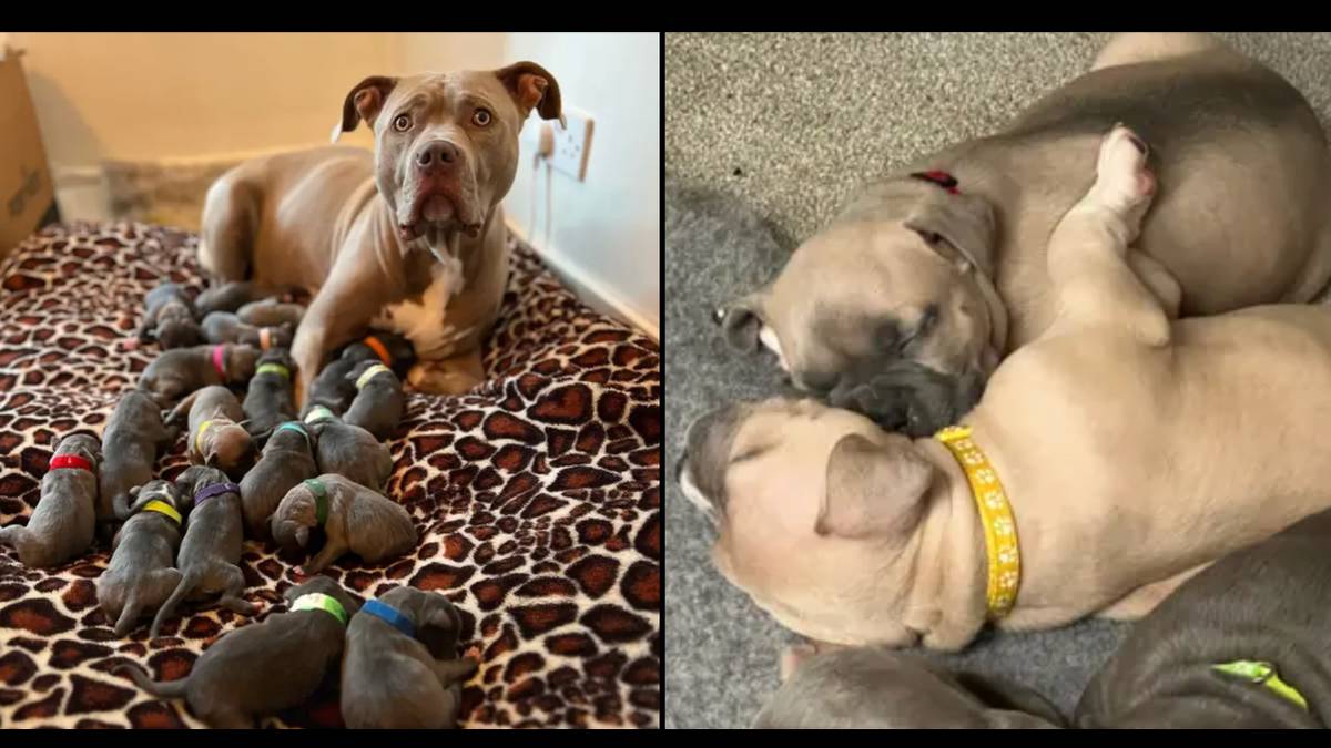 Owner of 18 newborn XL Bully puppies fears they’ll have to be put down