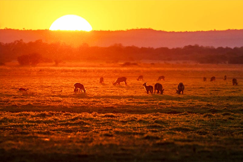 Fire on the Savanna