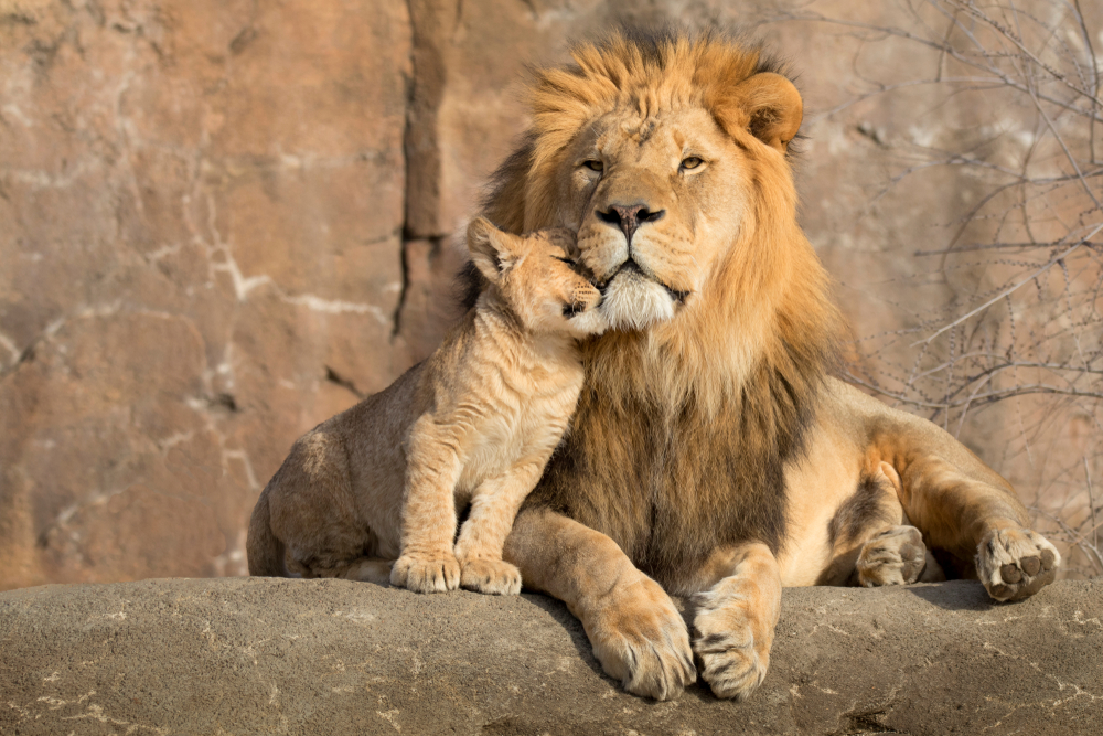 The Fast, Furious And Brutally Short Life Of An African Male Lion