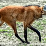 Maned wolf: A strikingly beautiful South American canid