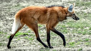 Maned wolf: A strikingly beautiful South American canid