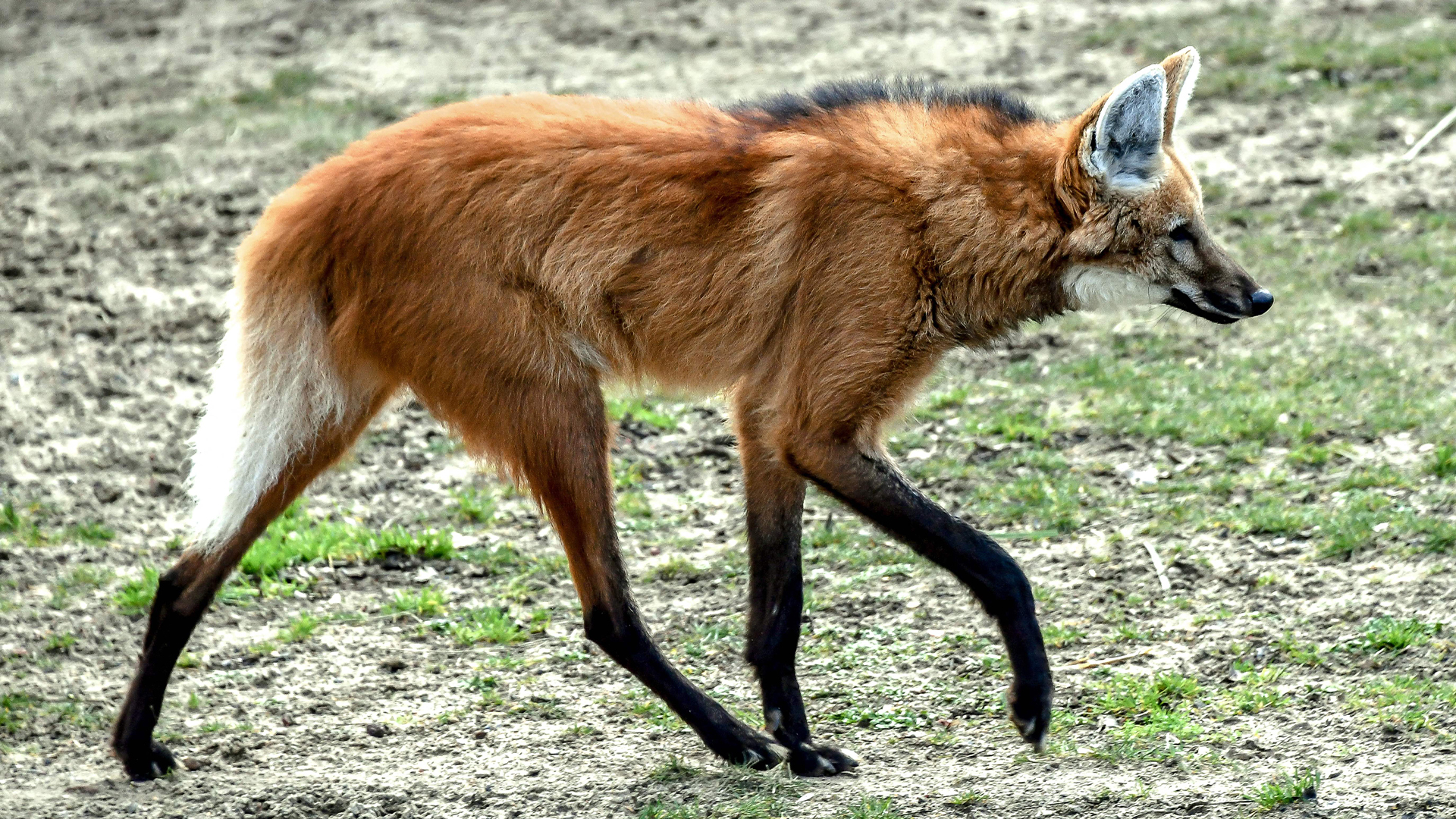 Maned wolf: A strikingly beautiful South American canid