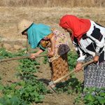 Working in the heat: Tunisian farm labourer says ‘we have no choice’