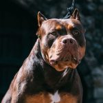 Public backs ban on killer XL bully dogs