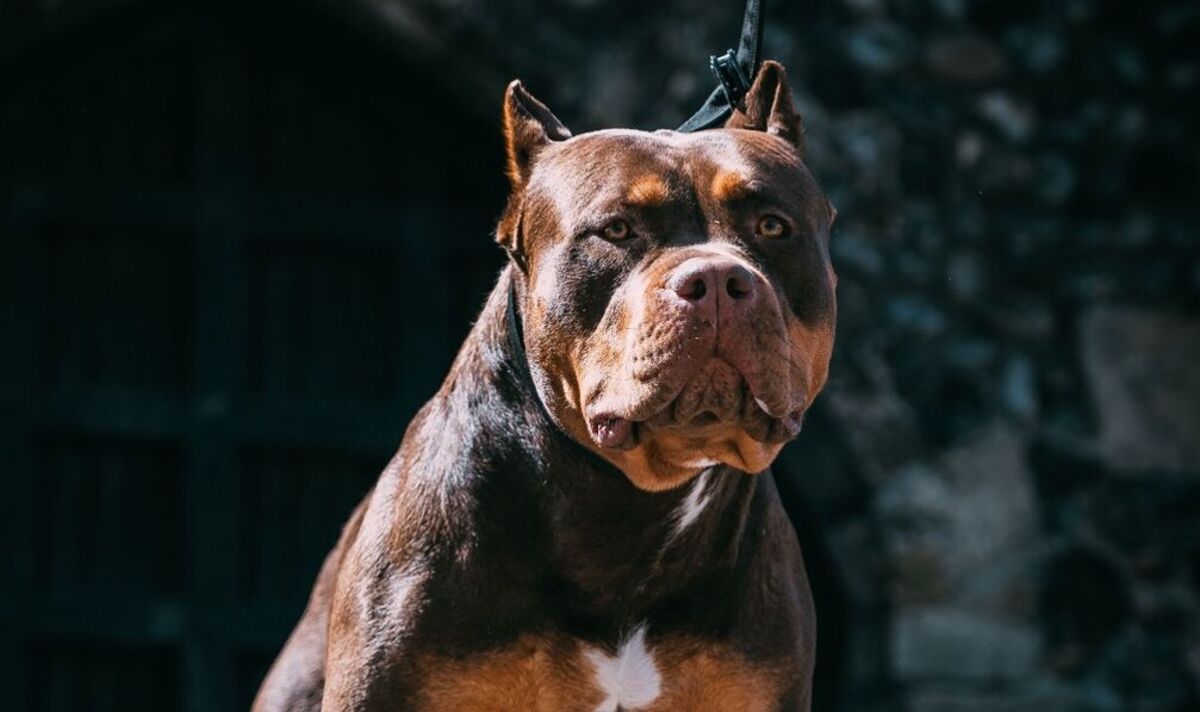 Public backs ban on killer XL bully dogs