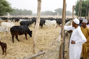 “Former President Buhari Goes to Farm Four Days in a Week” – Garba Shehu