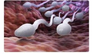 4 Ways Men Can Make Their Sperm Thick And Healthy