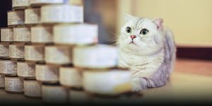 Clinical Nutrition Heats Up in China’s Pet Health Industry