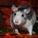 How to Protect Your Home from Rats: A Comprehensive Guide