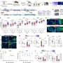 Discovery in mosquitoes could lead to new strategy against dengue fever and other mosquito-borne vectors