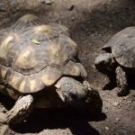 Biologists in slow and steady race to help North America’s largest and rarest tortoise species