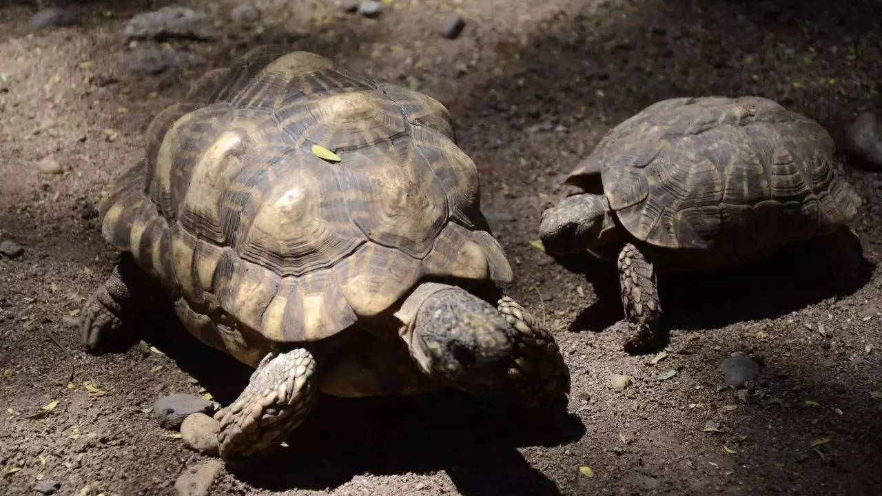 Biologists in slow and steady race to help North America’s largest and rarest tortoise species