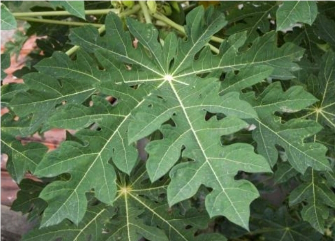 Why You Should Always Drink Herbal Tea Made From Pawpaw Leaves