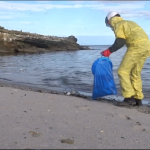 Dead and dying birds wash up on British beaches as avian flu sweeps Europe