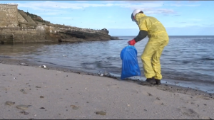 Dead and dying birds wash up on British beaches as avian flu sweeps Europe