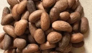 Disease Humans Can Treat By Chewing Bitter Kola Frequently