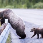 Grizzlies are getting killed by roads, but the risks are bigger than roadkill