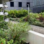 Malls of Singapore: All these have urban farms on their rooftops, Lifestyle