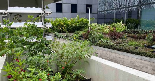 Malls of Singapore: All these have urban farms on their rooftops, Lifestyle