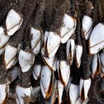 Analyzing Barnacles Could Revive the Search For Missing Malaysia Airlines Flight 370