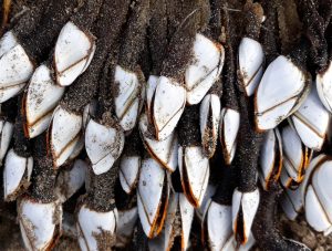 Analyzing Barnacles Could Revive the Search For Missing Malaysia Airlines Flight 370