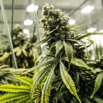 U.S. health agency recommends easing federal restrictions on marijuana