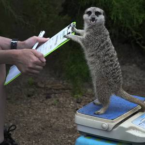 How heavy is Frank the meerkat? London Zoo weighs its 14,000 animals